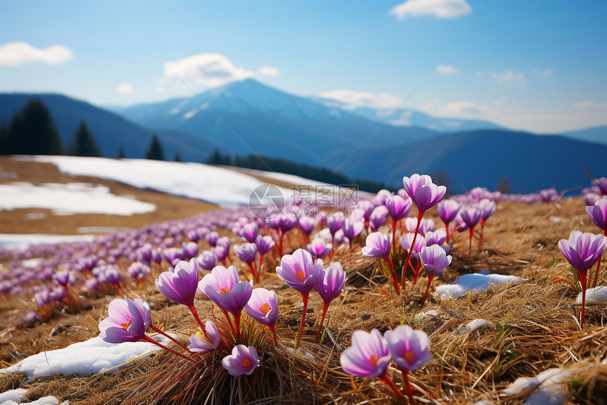 雪山绽放的紫色花朵图片