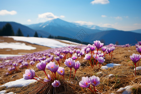 雪山绽放的紫色花朵图片