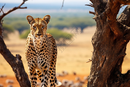 饥饿非洲猎豹非洲草原上的猎豹背景