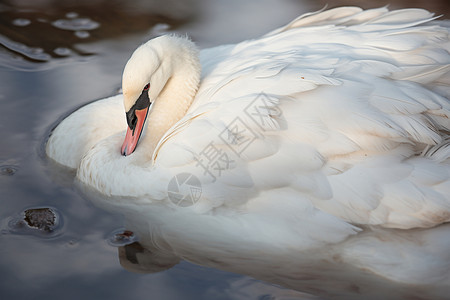 湖中羽毛洁白的天鹅图片