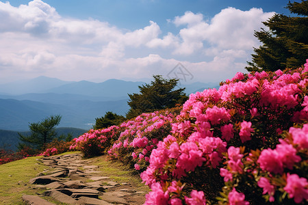 山间盛开的美丽杜鹃花图片