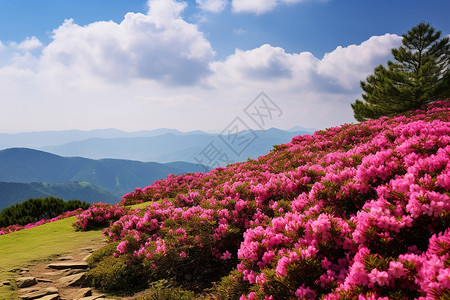 粉色小山丘美丽的杜鹃花草甸背景