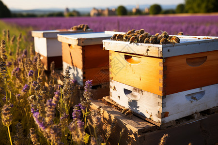 农场中的养殖蜜蜂的箱子图片