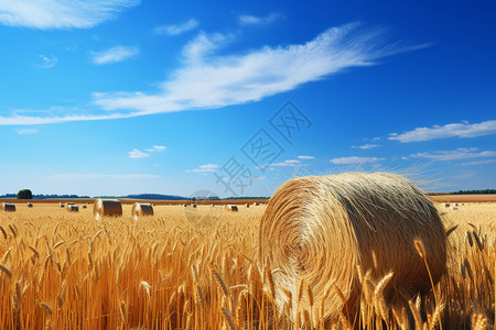 秋天收割的稻田景观背景图片
