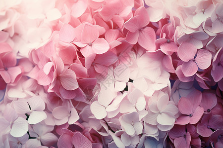 浪漫的绣球花背景图片