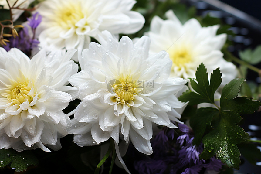 白色的新鲜花朵图片