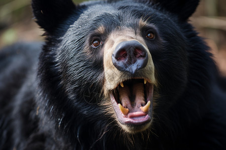 危险的大黑熊背景图片
