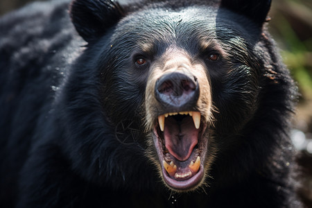 大绒绒熊素材咆哮的大黑熊背景
