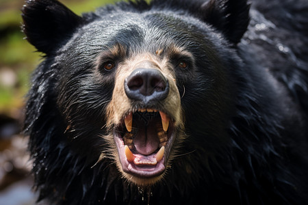 愤怒的大黑熊背景图片