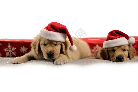 圣诞节戴帽子的狗狗图片