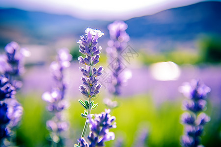 蓝紫调薰衣草背景图片