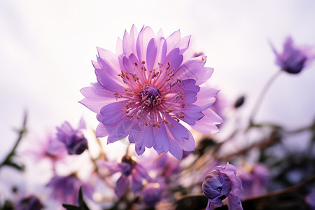 花园里绽放的紫色花朵图片