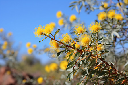 野外盛开的金色合欢花背景图片