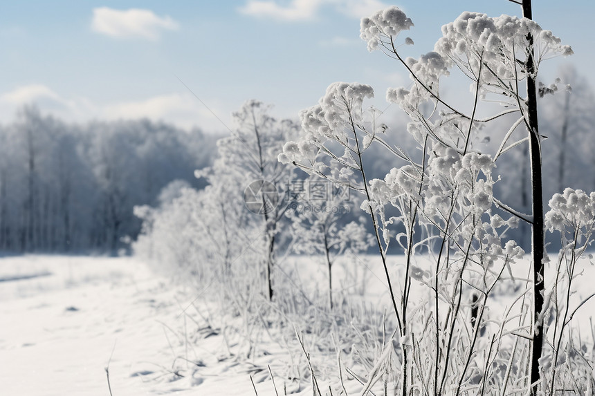 积雪的树林图片