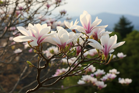 公园盛开的木兰花图片