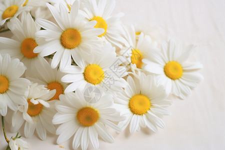 装饰的小雏菊花朵背景图片