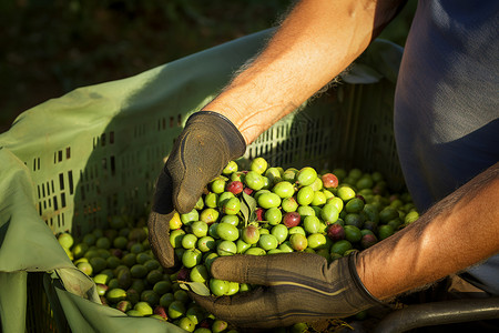 农村产品工人收获橄榄背景