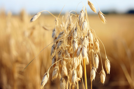 农村产品成熟的燕麦背景