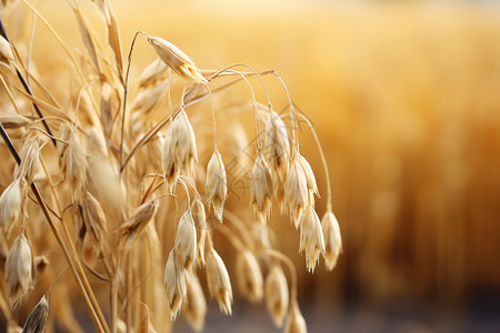 农村产品成熟的燕麦背景