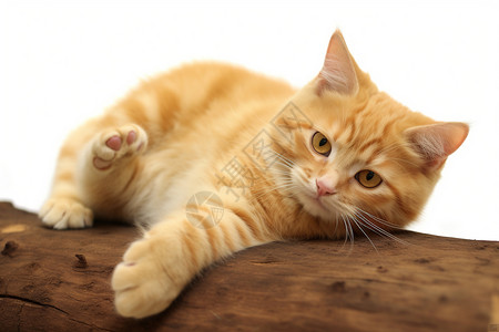 俏皮可爱的小猫猫高清图片