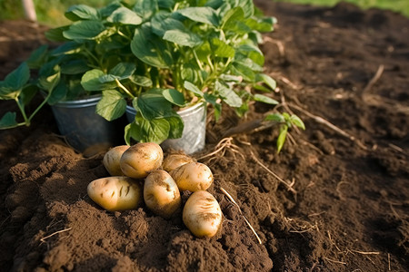 丽豆叶子挖出来的土豆背景