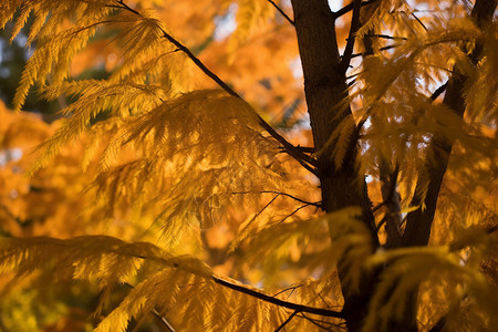 水杉叶子金色的水杉树叶背景