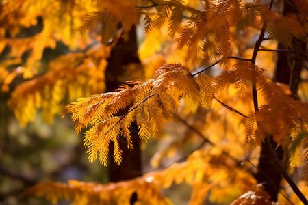 黄色的水杉树叶背景图片