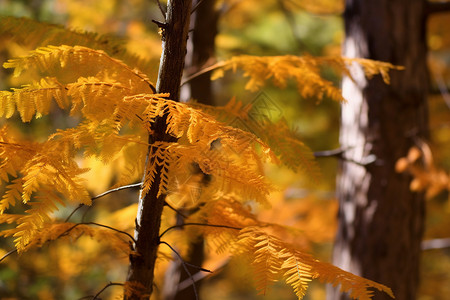 水杉叶子黄色的梳子杉树叶背景