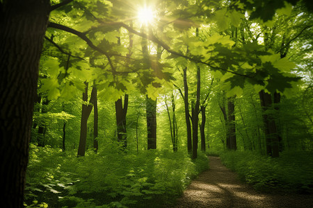 绿色美丽自然森林背景图片