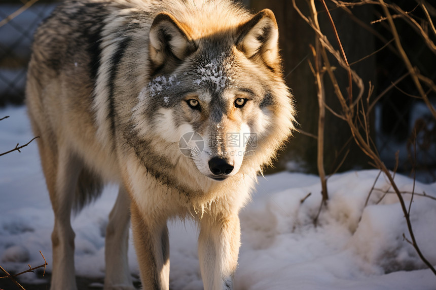 冬天荒野中的孤狼图片