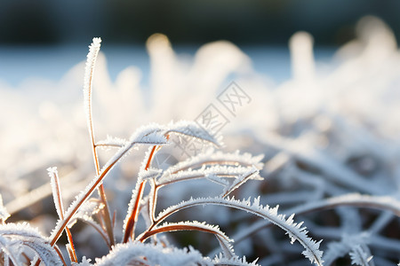 白雪覆盖的植物背景图片