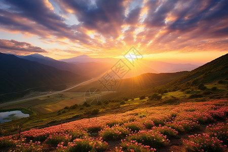 日出时夏季山脉中的草甸景观图片