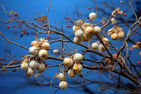 户外的无花果树木图片