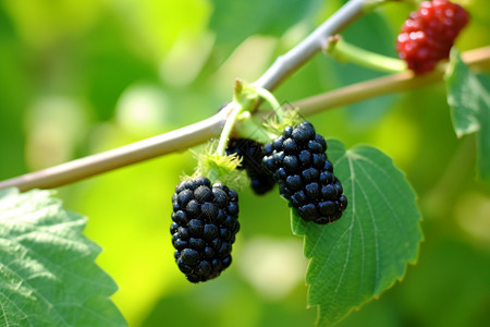 天然绿色的黑莓浆果图片