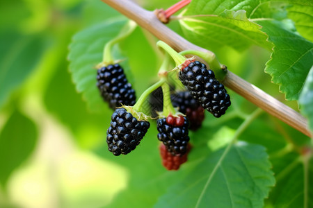 人工种植的黑莓浆果图片