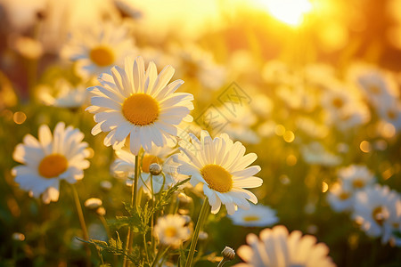 阳光下的野生雏菊背景图片