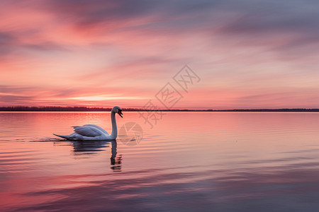 粉色天鹅湖面上的野生天鹅背景
