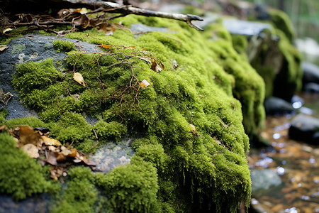 山间天然形成的苔藓高清图片