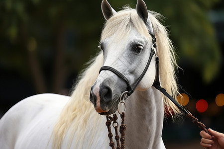 白色的骏马动物驯服的高清图片