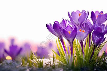 紫色的美丽花朵背景图片