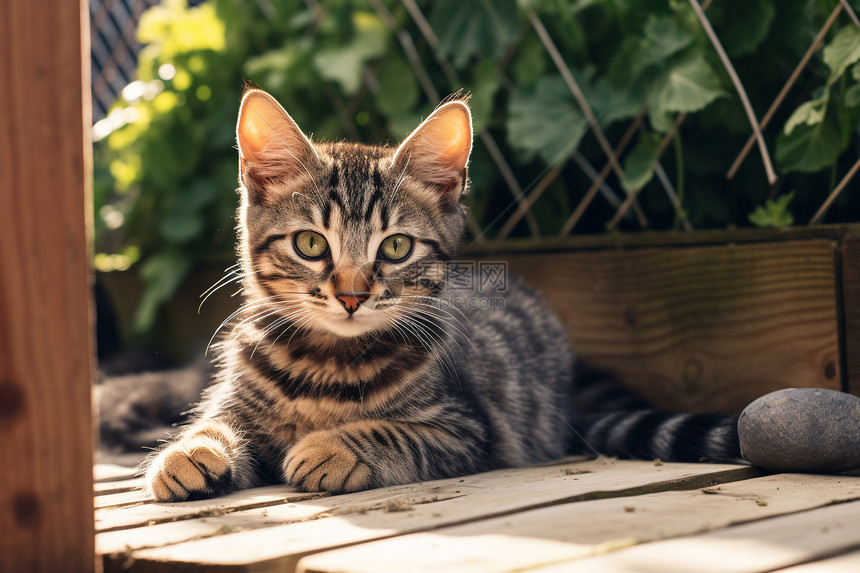 花园木板上的宠物猫咪图片