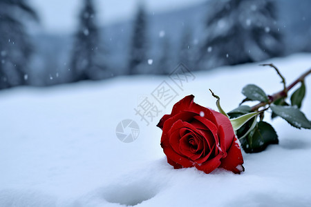 冬天的玫瑰背景图片