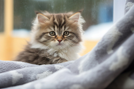 毯子上的小猫高清图片