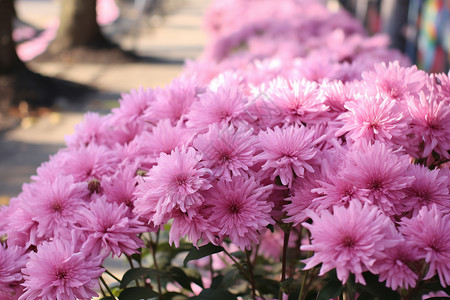 粉红色的菊花背景图片