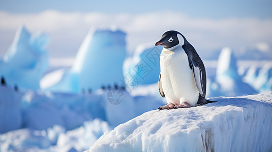站立的企鹅企鹅冰川高清图片