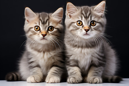 两只小猫咪图片