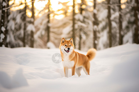 日本柴犬雪地里的柴犬背景