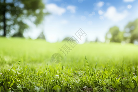 长满杂草草甸中的绿草背景