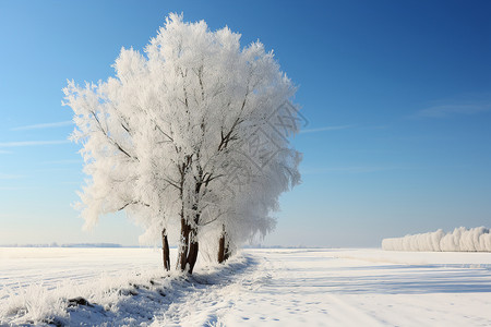 户外的树木和冰雪图片