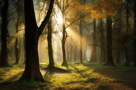 宁静微光的森林图片
